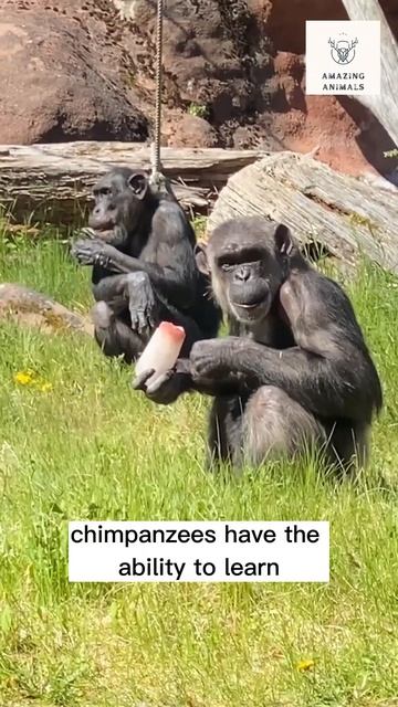 Chimpanzee Communication In The Wild #animalsfacts #wildlife #nature смотреть онлайн