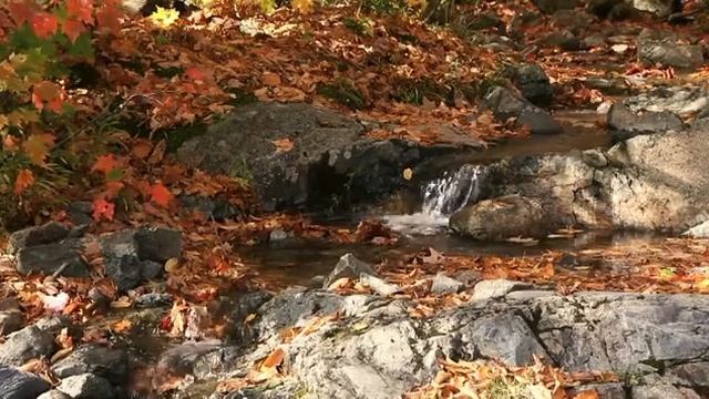 The charm of autumn/Очарование осени смотреть онлайн
