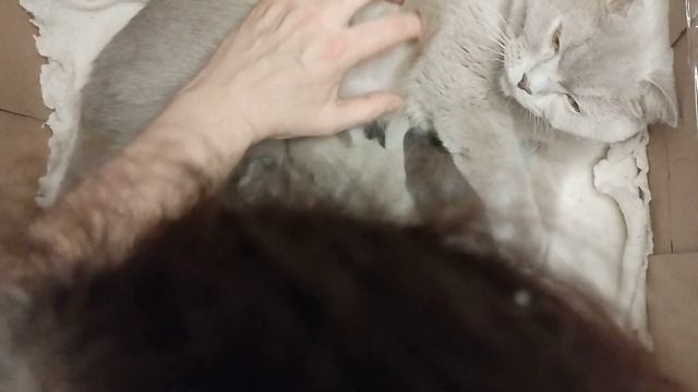 котята 6 дней смотреть онлайн