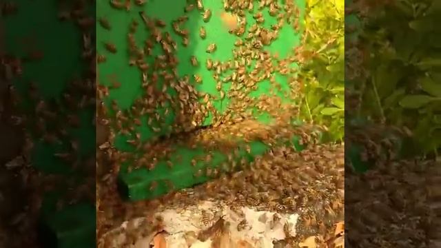 пчелы смотреть онлайн