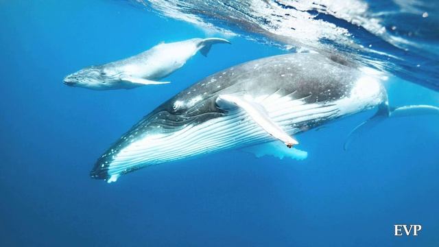 Songs Of The Humpback Whales I For Ultimate Relaxation I Two Hours