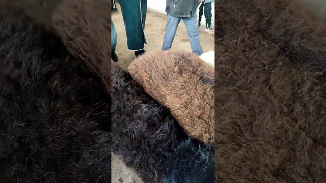 Эшбек мол бозори🦬🐐🐏 смотреть онлайн