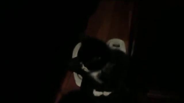 Figaro falling asleep смотреть онлайн