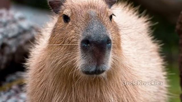Многие ошибочно думают смотреть онлайн