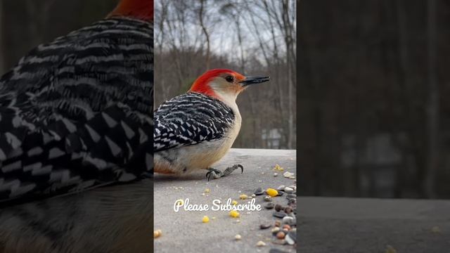 Red-bellied Woodpecker fights of European Starling смотреть онлайн