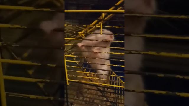 смешные хомяки смотреть онлайн