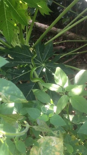 赤尾青竹絲 смотреть онлайн