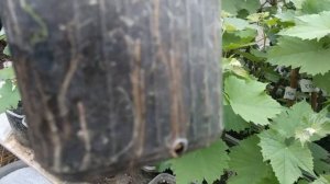 Сроки для укоренения черенков винограда