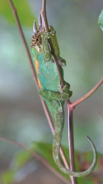 I found a Johnston's three-horned chameleon (Trioceros johnstoni) in Uganda while looking for snake смотреть онлайн
