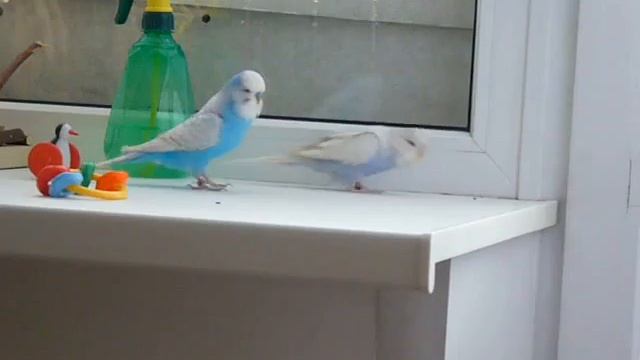 ДОГОНИ НОГИ смотреть онлайн