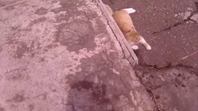 Я гуляю на улице с Мурчикой. (Да-да, просто скучно) смотреть онлайн
