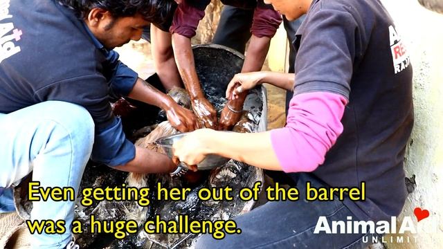 Dog turned rock-solid in tar drum rescued. смотреть онлайн
