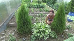 6 соток 6 июля 2020 года. Хроника. Жара, еда и помидоры..