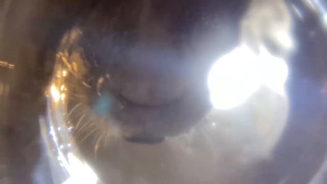 Watching an otter drink water from under a glass [Otter life Day 428]【Otter Aty & Mr.Cat】 смотреть онлайн