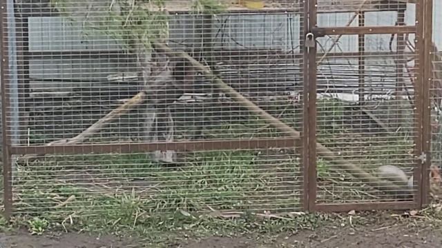 У Билли всё хорошо, гематома почти прошла 16 04 22 г смотреть онлайн