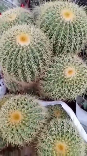 Golden Barrel Cactus🌵#cute #beautiful #shorts