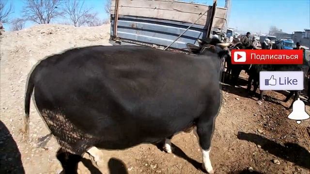 Молбозор. Факат молхои нигахбори. Молбозори Худжанд