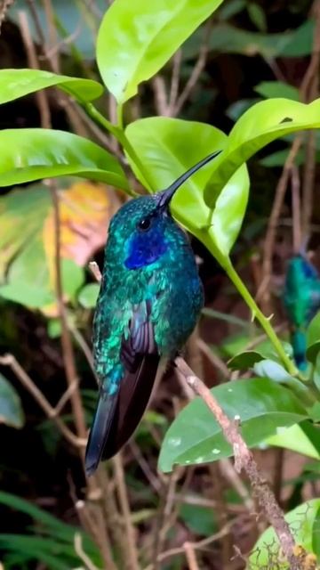 The best bird singing and bird watching - birds chirping - relaxing bird sounds смотреть онлайн