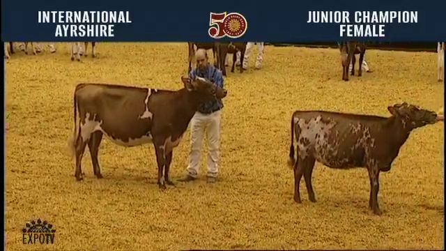117 - Ayrshire Junior Champion Female смотреть онлайн