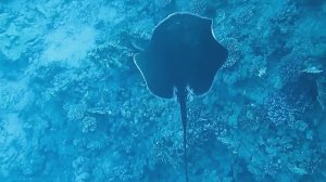 Большой редкий скат  Taeniura meyeni . Красное море. Шарм-эш-Шейх. Шаркс-Бей. 2024