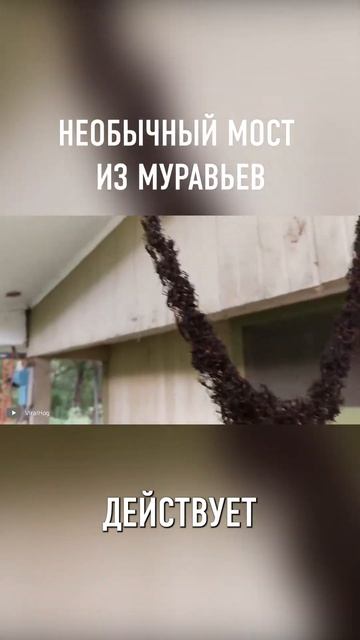 Посмотрите, Как Муравьи Построили Этот Сложный Мост #shorts смотреть онлайн