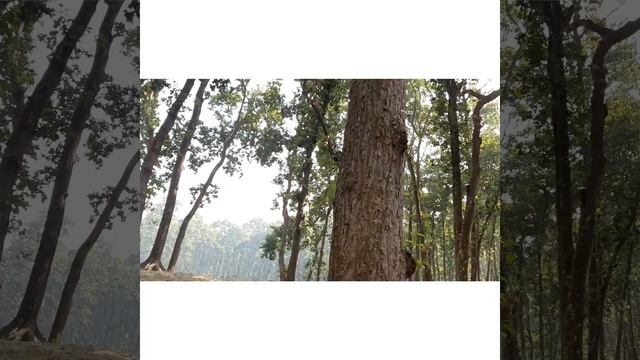 SHAL BON (শালবন) #Birganj Cinematic B-roll video| suzuki Gixxer SF|1080p смотреть онлайн