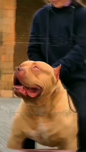 American bully XXL #shorts #pitbulls #bully #рек #bullyxxl #питбуль #булли #муса #питбульджина смотреть онлайн
