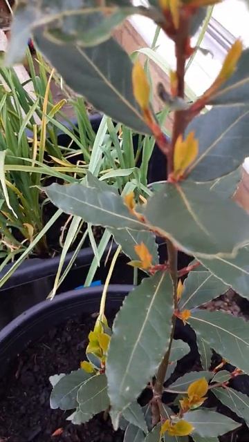Bay Leaf Growing In Container (Update) смотреть онлайн