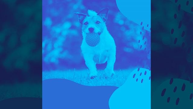 Атмосфера (Собаки) смотреть онлайн