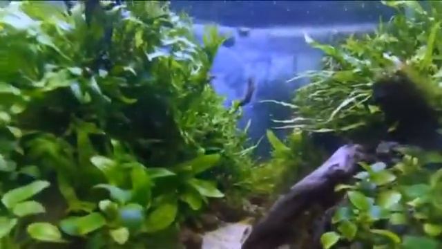 Anubias barteri var nana Promote смотреть онлайн
