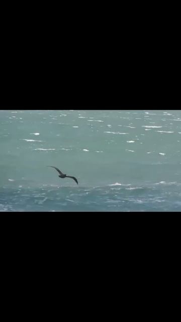 Petrel gigante en Quequén смотреть онлайн
