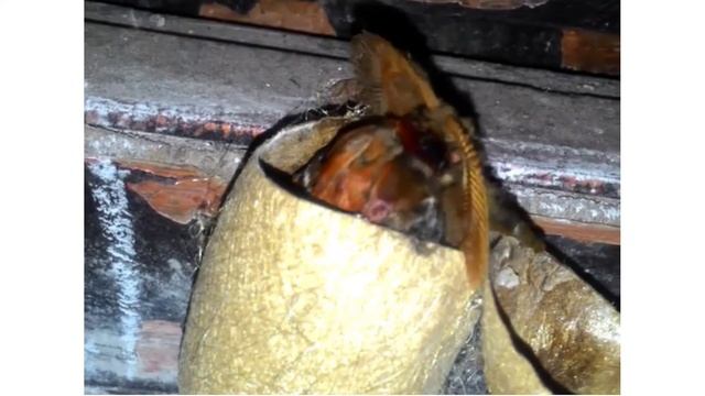 Atlas Moth | Attacus atlas | Ngengat Atlas | Ngengat Gajah смотреть онлайн