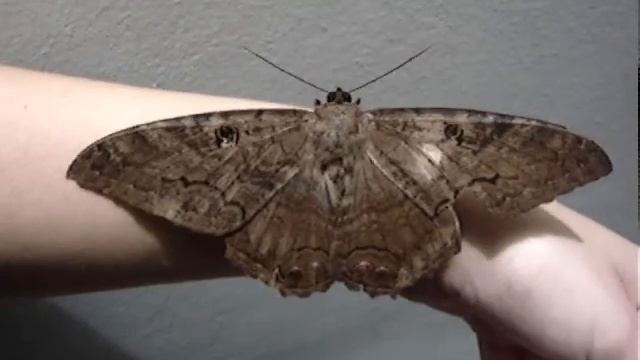 Noctuidae. смотреть онлайн