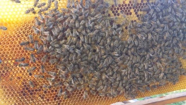 Осматриваю улик часть 1. Пасека с нуля смотреть онлайн