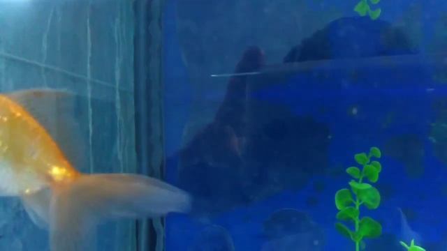 #152. Why fish have gone blind? смотреть онлайн