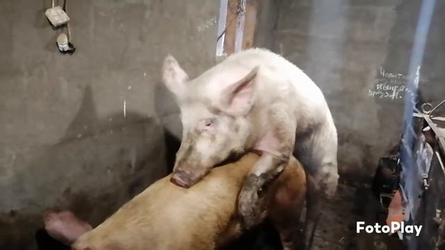 Как у нас проходит покрытие свиномам.... смотреть онлайн