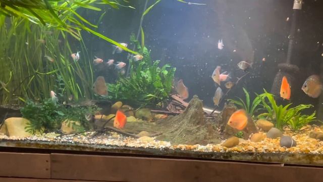 120 gal Planted Discus Tank sponsored by Consolidated Fish Farms смотреть онлайн