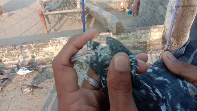 Awesome And Amazing brider kabootar khuram смотреть онлайн