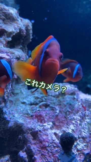 ハマクマノミ／アトア［YouTube水族館］ смотреть онлайн