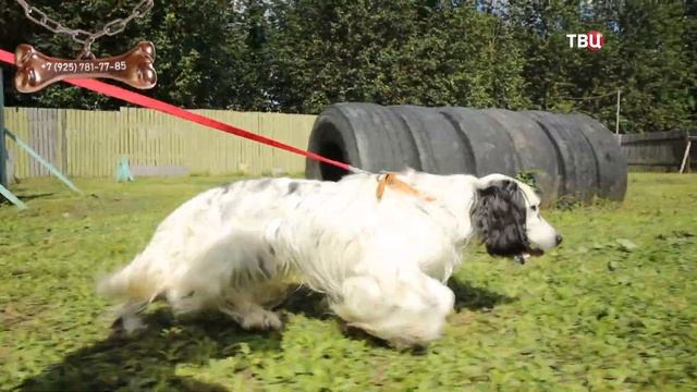 Чоко смотреть онлайн