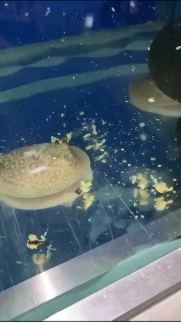Pearl x motoro stingrays £150 each @ Cheshire oaks discus fish sales смотреть онлайн