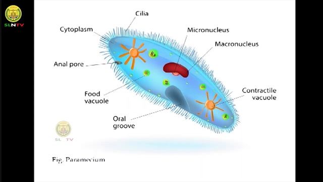 Casharka 03 | Biology Form Four | Ch7 © SLNTV смотреть онлайн