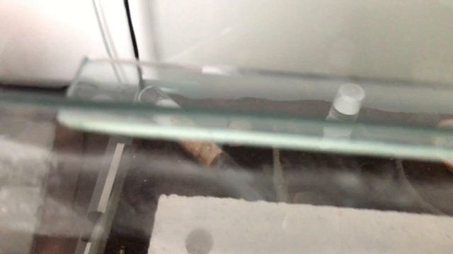 Diacamma scalpratum im Ytongnest смотреть онлайн
