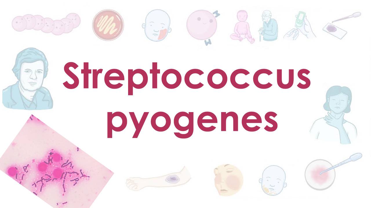 Streptococcus pyogenes - микробиология смотреть онлайн
