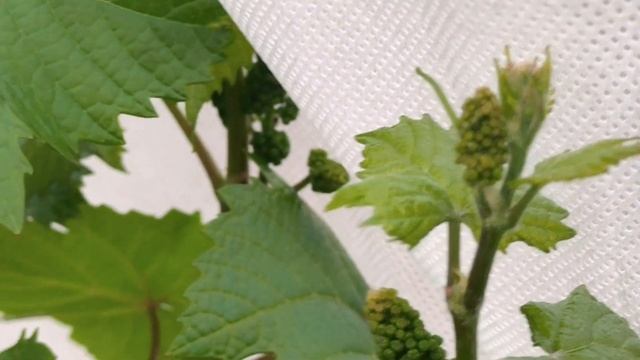 Как УСКОРИТЬ развитие ВИНОГРАДА весной.