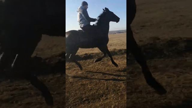 Иноход смотреть онлайн