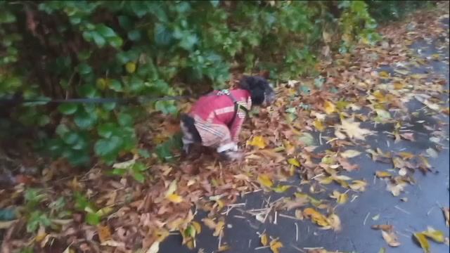 О как тяжел собачий век...