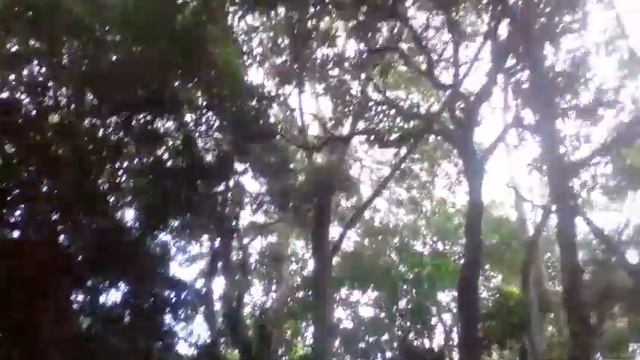 INSIDE MOUNT KENYA FOREST IN MERU COUNTY,IMENTI,MORE CONSERVATION NEEDED TO SAVE OUR ENVIRONMENT смотреть онлайн