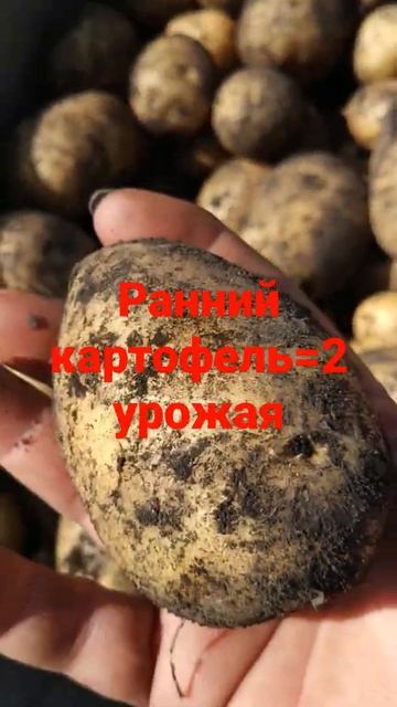 Гала = 2 урожая!!! смотреть онлайн