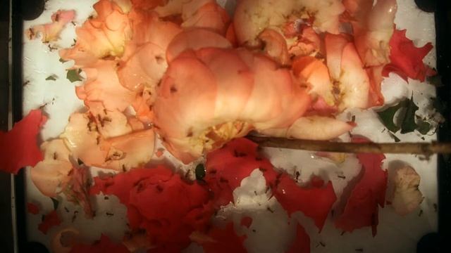 Atta Cephalotes cutting roses (Zeitraffer) смотреть онлайн